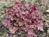 urawka Heuchera 'Peach Crisp'